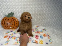 Pumpkin 🎃 Beautiful Apricot , a female Poodle - Toy  for sale in Holiday, FL – 6 of 8