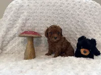 Romeo, a male Poodle - Toy  for sale in Holiday, FL – 4 of 8