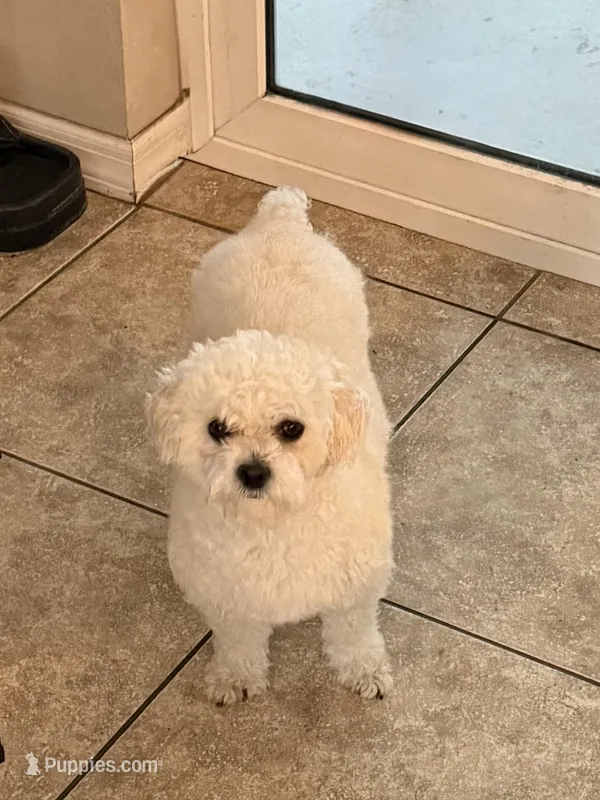 Bunny , a female Shihpoo for sale in Holiday, FL – Photo 1 of 3