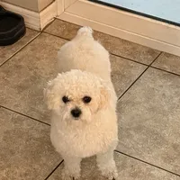 Bunny , a female Shihpoo for sale in Holiday, FL – Photo 1 of 3