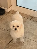 Bunny , a female Shihpoo for sale in Holiday, FL – Photo 1 of 3