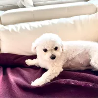 Bunny , a female Shihpoo for sale in Holiday, FL – Photo 2 of 3