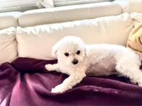 Bunny , a female Shihpoo for sale in Holiday, FL – Photo 2 of 3