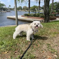 Bunny , a female Shihpoo for sale in Holiday, FL – Photo 3 of 3