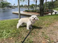 Bunny , a female Shihpoo for sale in Holiday, FL – Photo 3 of 3