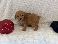 Bella, a female Poodle - Toy  for sale in Holiday, FL – 3 of 8