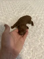 AKC Mahogany red teacup male , a male Poodle - Toy  for sale in Holiday, FL – 2 of 9