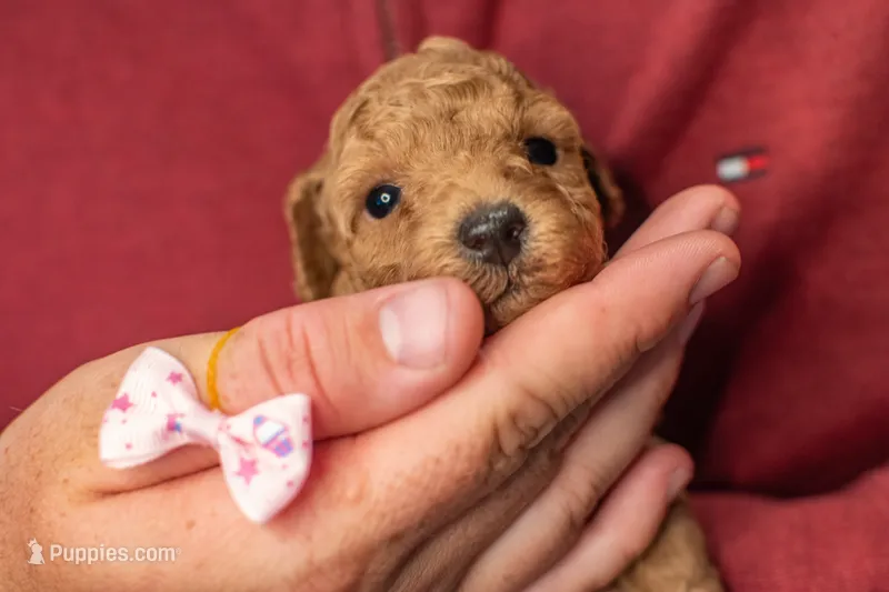 Honey 🍯  – Poodle - Toy  puppy for sale in Holiday, FL