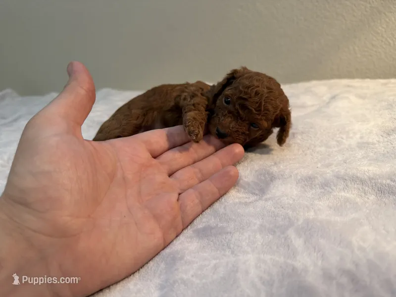 AKC Mahogany red teacup male  – Poodle - Toy  puppy for sale in Holiday, FL