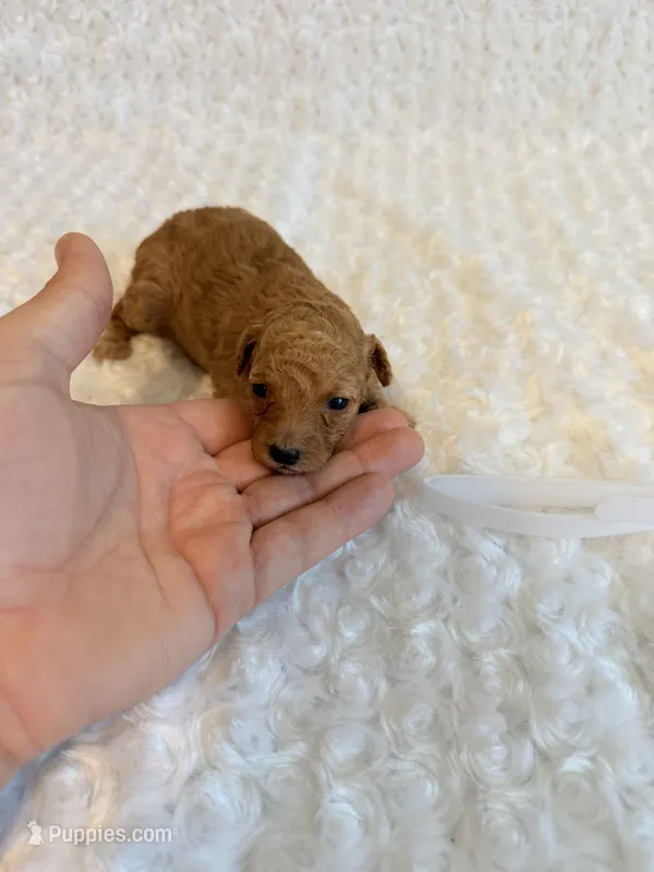 Sugar- cream teacup girl  – Poodle - Toy  puppy for sale in Holiday, FL