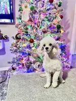 Bella, a female Poodle - Toy  for sale in Holiday, FL – 5 of 8
