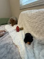 Annie , a female Poodle - Toy  for sale in Holiday, FL – 4 of 5