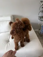 AKC Mahogany red teacup male , a male Poodle - Toy  for sale in Holiday, FL – 7 of 9