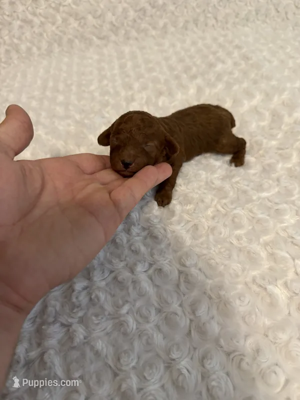 AKC Mahogany red teacup male  – Poodle - Toy  puppy for sale in Holiday, FL