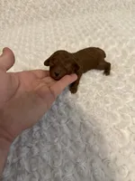 AKC Mahogany red teacup male , a male Poodle - Toy  for sale in Holiday, FL – 1 of 9