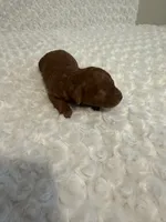 AKC Mahogany red teacup male , a male Poodle - Toy  for sale in Holiday, FL – 3 of 9