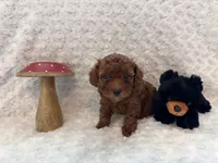 Romeo, a male Poodle - Toy  for sale in Holiday, FL – 6 of 8