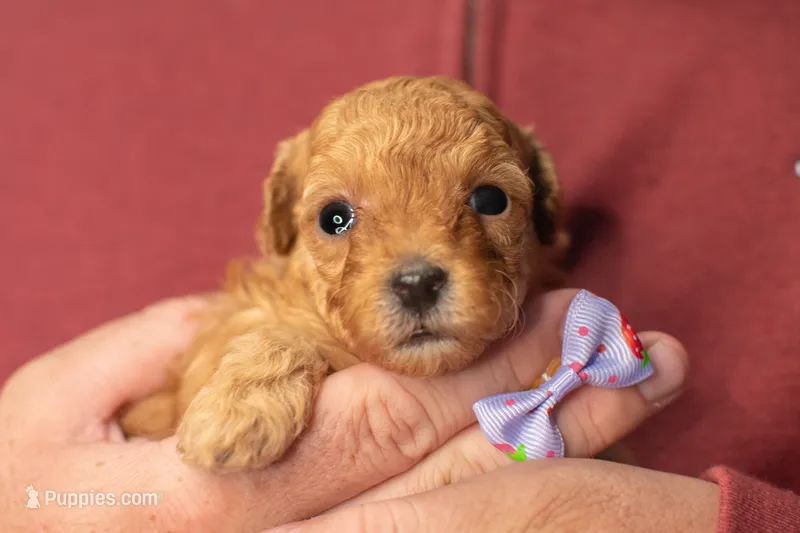 Sugar  – Poodle - Toy  puppy for sale in Holiday, FL
