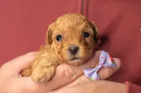 Tiny Teacup Sugar , a female Poodle - Toy  for sale in Holiday, FL – 1 of 7