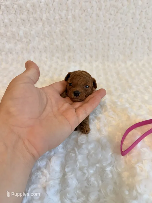 Annie - dark red Teacup  – Poodle - Toy  puppy for sale in Holiday, FL