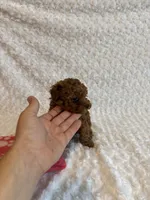 Tiny Teacup Maple , a female Poodle - Toy  for sale in Holiday, FL – 3 of 9