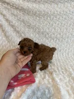 Tiny Teacup Maple , a female Poodle - Toy  for sale in Holiday, FL – 4 of 9