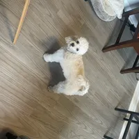 Delilah, a female Poodle - Toy  for sale in Holiday, FL – Photo 5 of 5