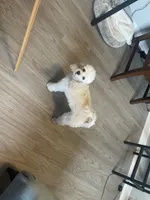 Delilah, a female Poodle - Toy  for sale in Holiday, FL – Photo 5 of 5