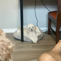 Delilah, a female Poodle - Toy  for sale in Holiday, FL – Photo 2 of 5