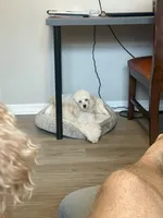 Delilah, a female Poodle - Toy  for sale in Holiday, FL – Photo 2 of 5