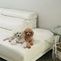 Delilah, a female Poodle - Toy  for sale in Holiday, FL – Photo 1 of 5