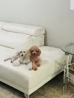 Delilah, a female Poodle - Toy  for sale in Holiday, FL – Photo 1 of 5