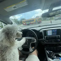 Delilah, a female Poodle - Toy  for sale in Holiday, FL – Photo 4 of 5