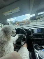 Delilah, a female Poodle - Toy  for sale in Holiday, FL – Photo 4 of 5