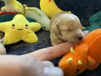 Bennie, a male Poodle - Toy  for sale in Holiday, FL – Photo 2 of 7