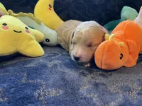 Bennie, a male Poodle - Toy  for sale in Holiday, FL – Photo 5 of 7