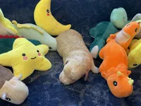 Bennie, a male Poodle - Toy  for sale in Holiday, FL – Photo 6 of 7