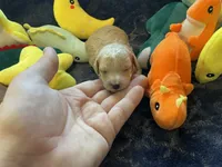 Bennie, a male Poodle - Toy  for sale in Holiday, FL – Photo 7 of 7