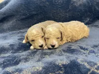 Bennie, a male Poodle - Toy  for sale in Holiday, FL – Photo 1 of 7