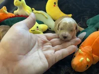 Bennie, a male Poodle - Toy  for sale in Holiday, FL – Photo 3 of 7