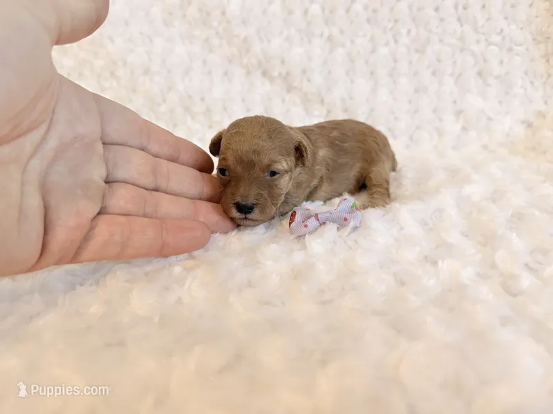 Sugar  – Poodle - Toy  puppy for sale in Holiday, FL
