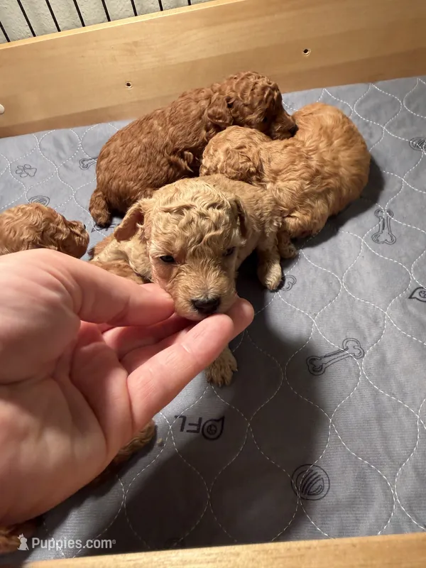 Louie -  Cream Teacup  – Poodle - Toy  puppy for sale in Holiday, FL