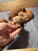Louie -  Cream Toy poodle , a male Poodle - Toy  for sale in Holiday, FL – 3 of 10