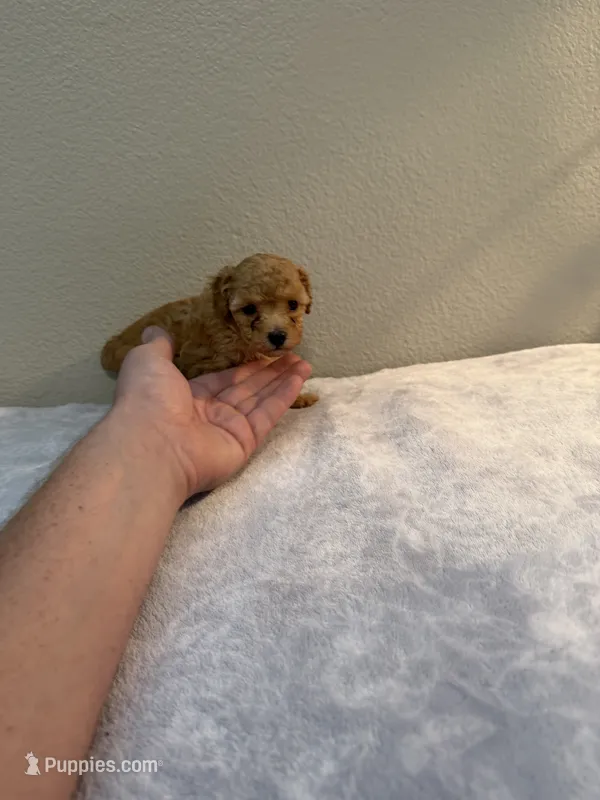 Sugar- cream teacup girl  – Poodle - Toy  puppy for sale in Holiday, FL