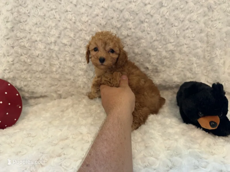 Bella – Poodle - Toy  puppy for sale in Holiday, FL