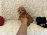 Bella, a female Poodle - Toy  for sale in Holiday, FL – 1 of 8