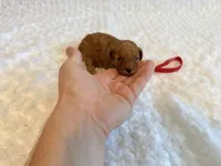 Romeo - Red Teacup Toy , a male Poodle - Toy  for sale in Holiday, FL – 4 of 4