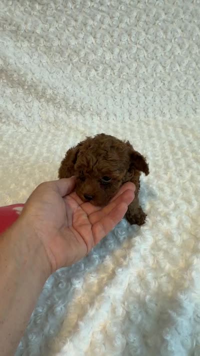 Tiny Teacup Annie , a female Poodle - Toy  for sale in Holiday, FL – 7 of 7