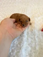 Romeo - Red Teacup Toy , a male Poodle - Toy  for sale in Holiday, FL – 2 of 4