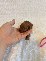 Annie - dark red Teacup , a female Poodle - Toy  for sale in Holiday, FL – 2 of 5